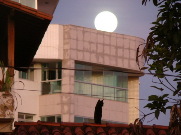 Lua cheia e o gato preto