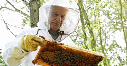 Walter Klumpp, diretor de apiário próximo a Düsseldorf