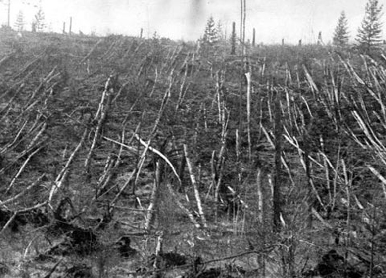 Cena registrada em 1927 mostra o entortamento de árvores provocado pelo meteoro de Tunguka. Crédito: Leonid Kulik/Museu Natural de São Petersburgo.