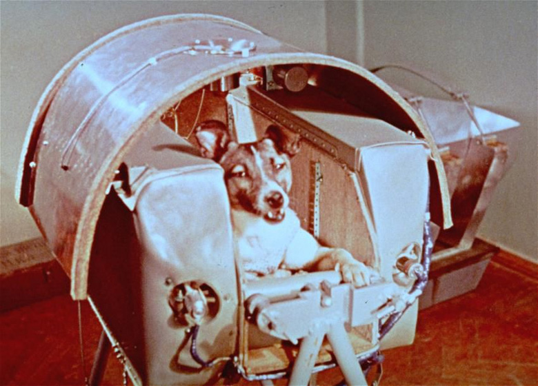 Cadelinha Kudriavka, da raça laika, primeiro ser vivo a viajar ao espaço.